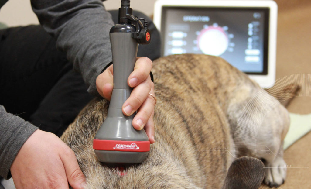 Laser Therapy – Northwestern Veterinary Hospital