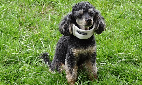 image for Pet First Aid Awareness
