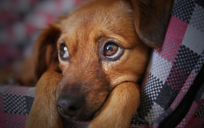 image for Puppy Eyes